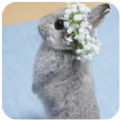 新兔子壁纸app下载-新兔子壁纸免费版下载安装